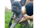 French Bulldog Puppy for sale in Gresham, OR, USA