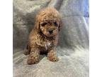 Mutt Puppy for sale in Carson City, MI, USA