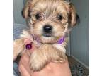 Mutt Puppy for sale in Lake Station, IN, USA