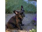 French Bulldog Puppy for sale in Agoura Hills, CA, USA