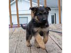 German Shepherd Dog Puppy for sale in Rome, NY, USA