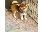 Shiba3