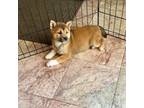 Shiba Inu Puppy for sale in Jacksonville, FL, USA