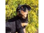 Rottweiler Puppy for sale in Millersburg, OH, USA