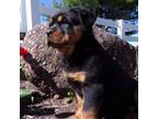 Rottweiler Puppy for sale in Millersburg, OH, USA