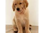 Golden Retriever Puppy for sale in Miami, FL, USA