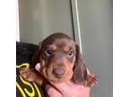 Dachshund Puppy for sale in Belen, NM, USA