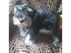 Schnauzer (Miniature) Puppy for sale in Windsor, NY, USA