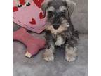 Schnauzer (Miniature) Puppy for sale in Windsor, NY, USA