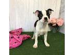 Boston Terrier Puppy for sale in Shipshewana, IN, USA