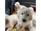 Great Pyrenees Puppy for sale in Millmont, PA, USA