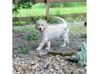 Great Pyrenees Puppy for sale in Millmont, PA, USA