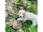 Great Pyrenees Puppy for sale in Millmont, PA, USA