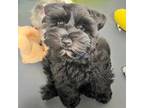 Schnauzer (Miniature) Puppy for sale in China Spring, TX, USA