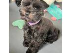 Schnauzer (Miniature) Puppy for sale in China Spring, TX, USA