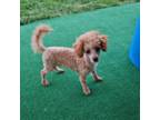 Poodle (Toy) Puppy for sale in Fort Worth, TX, USA
