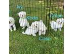 Maltese Puppy for sale in Shelbyville, TN, USA