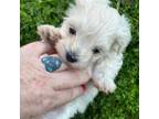 Maltese Puppy for sale in Shelbyville, TN, USA