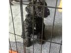 Goldendoodle Puppy for sale in Buford, GA, USA