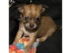Chihuahua Puppy for sale in Hood River, OR, USA