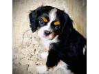 Cavalier King Charles Spaniel Puppy for sale in Corona, CA, USA