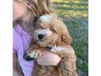 Poodle (Toy) Puppy for sale in Port Richey, FL, USA