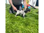 German Shorthaired Pointer Puppy for sale in Johnstown, OH, USA