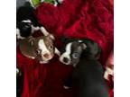 Boston Terrier Puppy for sale in Plainfield, IN, USA