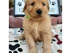 Golden Retriever Puppy for sale in Porterville, CA, USA