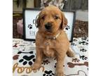 Golden Retriever Puppy for sale in Porterville, CA, USA