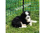 Mutt Puppy for sale in Linwood, PA, USA