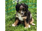 Mutt Puppy for sale in Linwood, PA, USA