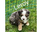 Leroy