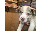 Border Collie Puppy for sale in Tavares, FL, USA