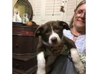 Border Collie Puppy for sale in Tavares, FL, USA