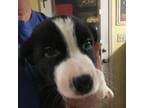 Border Collie Puppy for sale in Tavares, FL, USA