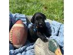 Labrador Retriever Puppy for sale in Waynetown, IN, USA