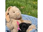 Labrador Retriever Puppy for sale in Waynetown, IN, USA