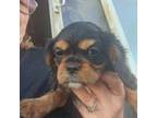 Cavalier King Charles Spaniel Puppy for sale in Montrose, MN, USA
