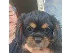 Cavalier King Charles Spaniel Puppy for sale in Montrose, MN, USA