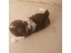 Shih Tzu Puppy for sale in Wakeman, OH, USA