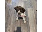 German Shorthaired Pointer Puppy for sale in Edgemoor, SC, USA