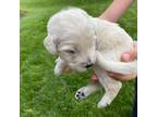 Goldendoodle Puppy for sale in Fishers, IN, USA