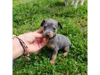 Miniature Pinscher Puppy for sale in Monroe, NC, USA