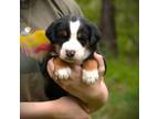 Greater Swiss Mountain Dog Puppy for sale in White Salmon, WA, USA