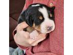 Greater Swiss Mountain Dog Puppy for sale in White Salmon, WA, USA