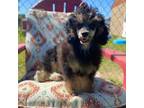 Poodle (Toy) Puppy for sale in Laveen, AZ, USA