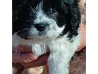 Cavalier King Charles Spaniel Puppy for sale in Mooresboro, NC, USA