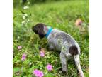 German Shorthaired Pointer Puppy for sale in Vicksburg, MS, USA