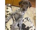 German Shorthaired Pointer Puppy for sale in Vicksburg, MS, USA